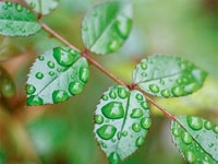 1004592_green