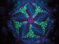 1031494_zikavirus_811649