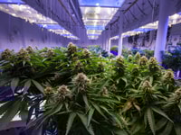 1036421_cannabisisgrownunderartificiallight_745194