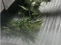 1036693_hempfreezing1_535128_crop