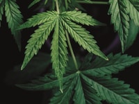 1039513_cannabisplantsgrowinginthefieldblackbackground_1176513646_631547