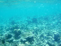 Aquaculture sea