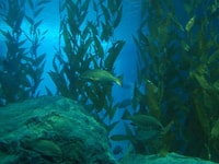Aquaculture sea