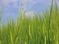 Biofuel green field