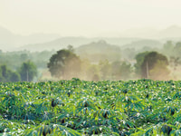 biomethane analysis