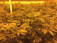 cannabis plants in the eary flowering stage under co2 gas