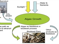 Feedstocks Evolve with the Production of Ethanol