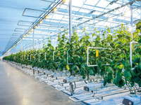 greenhouse grade co2