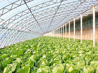 Greenhouse CO2 oxygen green