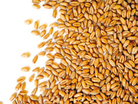 Grain