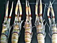 seafood use