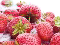 Strawberries sf1 – August 2015