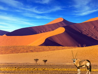 An Oryx in the desert