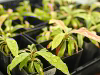 Avocado plants regrown1-r