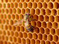 beehive-up-close2