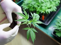 cannabis Indoors marijuana growing, planting cannabis, holding it in a hand_501493168