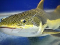 Catfish
