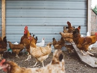 chickens