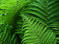 fern-3407233_960_720