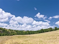 Green fields