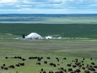 Mankota_and_Buffalo_-_Cropped