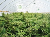 RGB 96_Large Indoor Marijuana Commercial Growing Operation With Fans, Greenhouse, Equipment For Growing High Quality Herb. Cannabis Field Growing For Legal Recreational Use