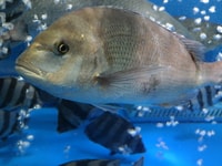 Sea bream 269679 960 720