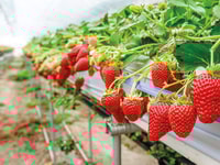 Strawberries