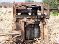 Sugar cane waste is ideal for gasification to produce hydrogen