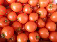 Tomatoes 1991801 960 720