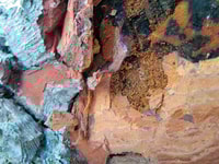 Tree damage caused by pine wood nematode - a quarantine pest_RGB