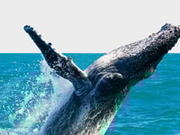 Whale