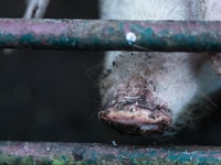 White pigs in village home back yard. Horizontal close up - Image