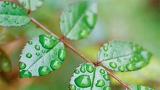 1004592_green