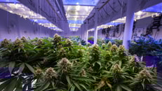 1036421_cannabisisgrownunderartificiallight_745194