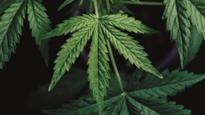 1039513_cannabisplantsgrowinginthefieldblackbackground_1176513646_631547