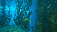 Aquaculture sea