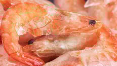 Food, frozen, Fish, prawns