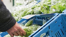 Food, green, vegetables, packaged