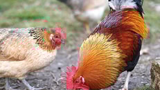 poultry fotolia 78102446 m