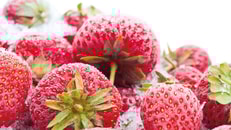 Strawberries sf1 – August 2015