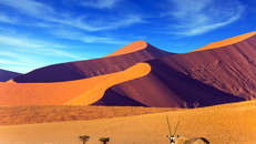 An Oryx in the desert