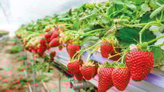 Strawberries
