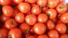 Tomatoes 1991801 960 720