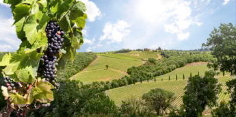 Californian winery Opus One deploys Chart carbon capture tech