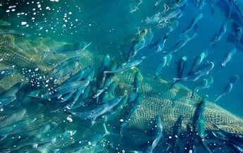 Could aquaponics grow the market in aquaculture?