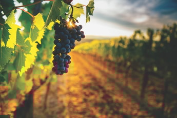 Will more wineries capture and use CO2?