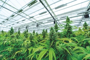 Getting more from cannabis with cryogenics