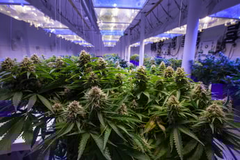CO2 Monitoring positions for growth as cannabis regulation evolves