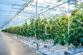 CO2 GRO solutions deployed in Californian greenhouse to enhance plant growth